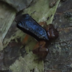 Silverstoneia flotator