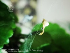 Uloborus campestratus