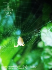 Uloborus campestratus