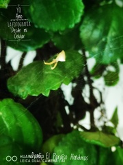 Uloborus campestratus