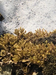 Sargassum aquifolium