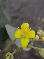 Capparicordis crotonoides