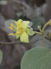 Capparicordis crotonoides