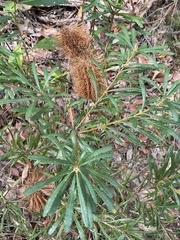 Banksia collina