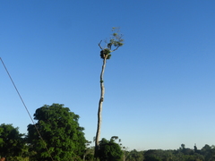 Aspidosperma polyneuron