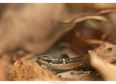 Coniophanes meridanus