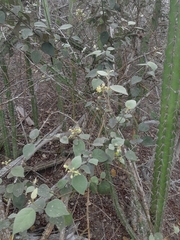 Capparicordis crotonoides