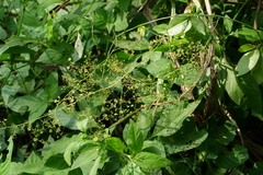 Neoalsomitra clavigera