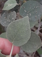 Capparicordis crotonoides