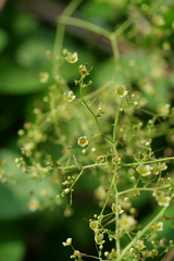 Neoalsomitra clavigera