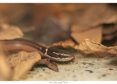 Coniophanes meridanus