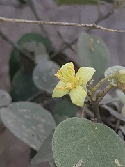 Capparicordis crotonoides
