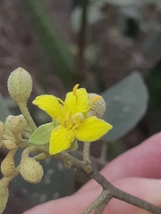 Capparicordis crotonoides