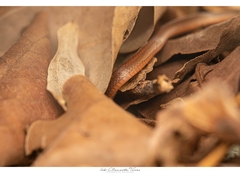 Coniophanes meridanus