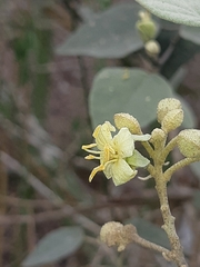 Capparicordis crotonoides