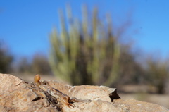 Paravaejovis spinigerus