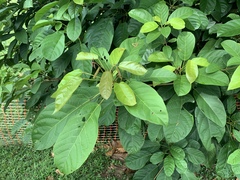 Sterculia parviflora