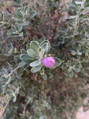 Leucophyllum frutescens