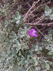 Leucophyllum frutescens