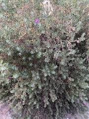 Leucophyllum frutescens