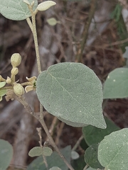 Capparicordis crotonoides