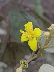Capparicordis crotonoides