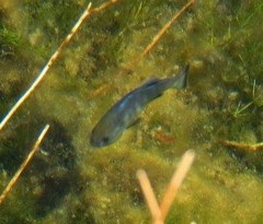 Cyprinodon nevadensis mionectes