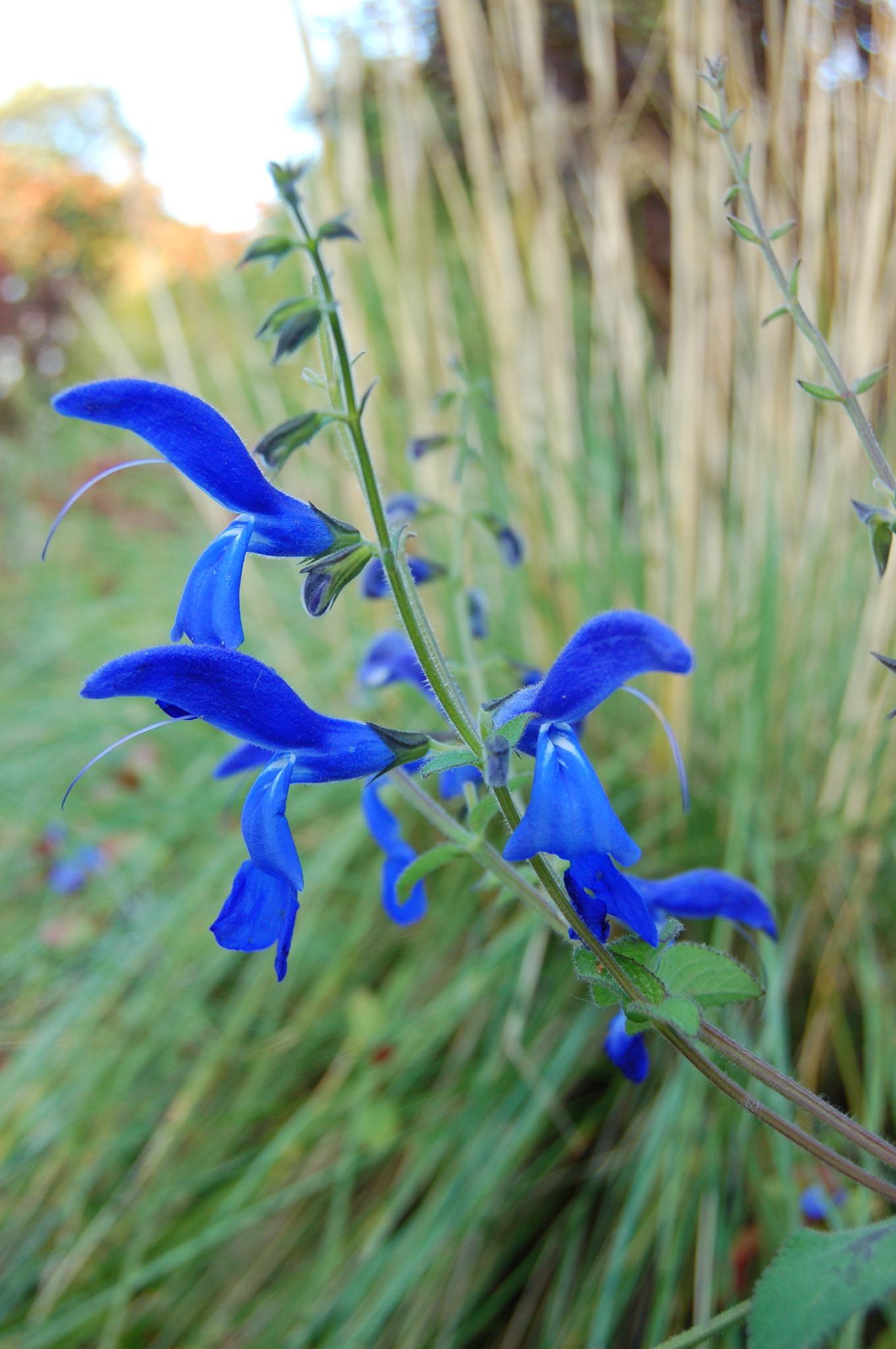Salvia patens