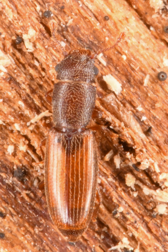 Hesperobaenus abbreviatus photo 3