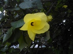 Hibiscus tiliaceus