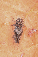 Cacopsylla notapennis