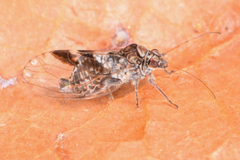 Cacopsylla notapennis