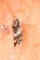 Cacopsylla notapennis