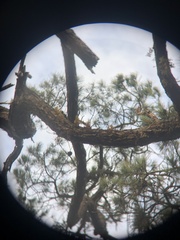 Arceuthobium littorum