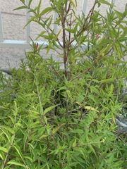 Anisacanthus