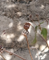 Sympetrum nigrifemur