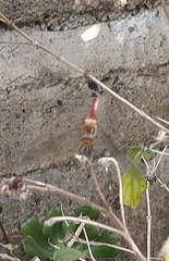 Sympetrum nigrifemur