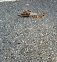 Passer domesticus
