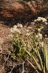 Acourtia nana