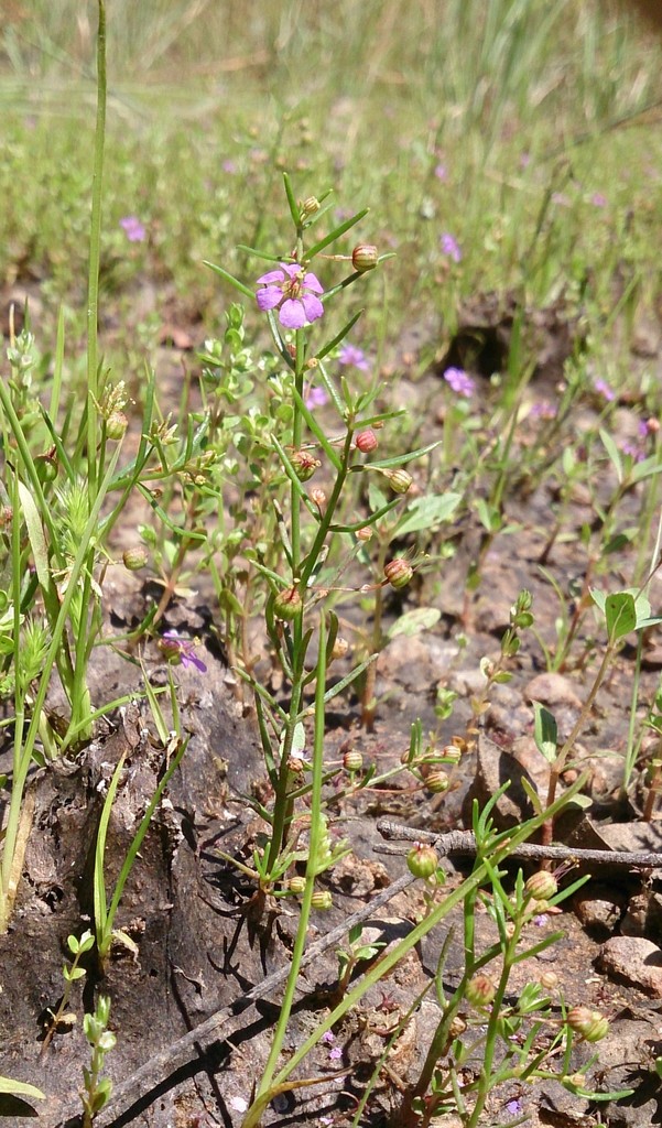 Ammannia muelleri