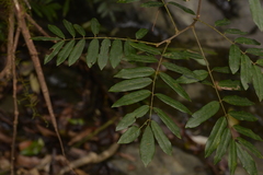 Austrosteenisia glabristyla