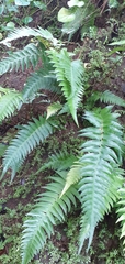Polypodiodes