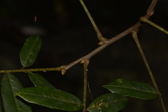 Austrosteenisia glabristyla