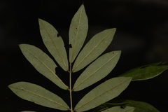 Austrosteenisia glabristyla