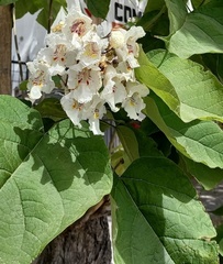 Catalpa bignonioides
