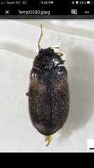 Reesa vespulae