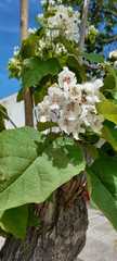 Catalpa bignonioides