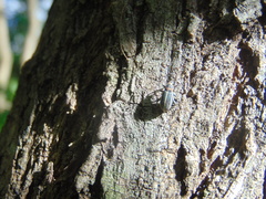 Eudiagogus episcopalis