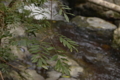 Austrosteenisia glabristyla