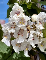 Catalpa bignonioides